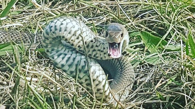 A juvenile Easten Brown snake sighted in Catherine Fields earlier this year. Picture: Cory Nerewaro.