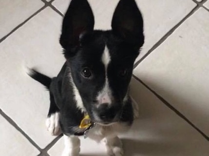 Zeke a five-month-old border collie cross puppy was attacked and killed by a staffy after he strayed into the neighbouring property on the Gold Coast. Picture: supplied