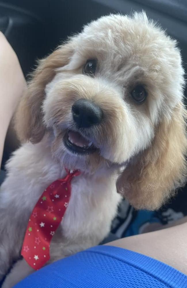 Teddy: Natalie High's 5 month old Toy Cavoodle