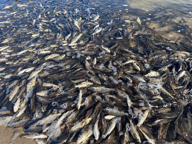 Dead and dying carp at Lake Bonney in Barmera. Picture: Daniel Truscott