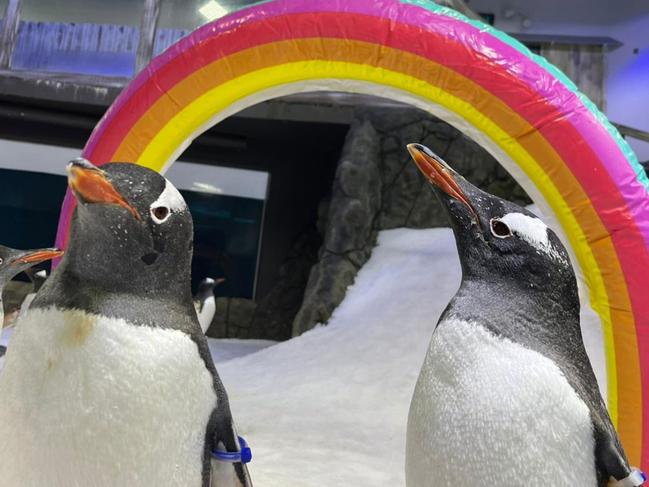 Gay penguin couple Sphen and Magic will teach children about same sex relationships. Picture: Facebook / Sea Life Sydney Aquarium