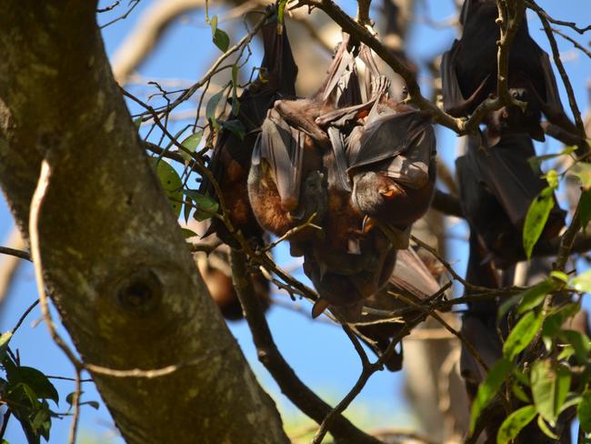 The little red flying foxes in Lissner Park in Charters Towers currently have young in the roost. Picture: TRUDY BROWN