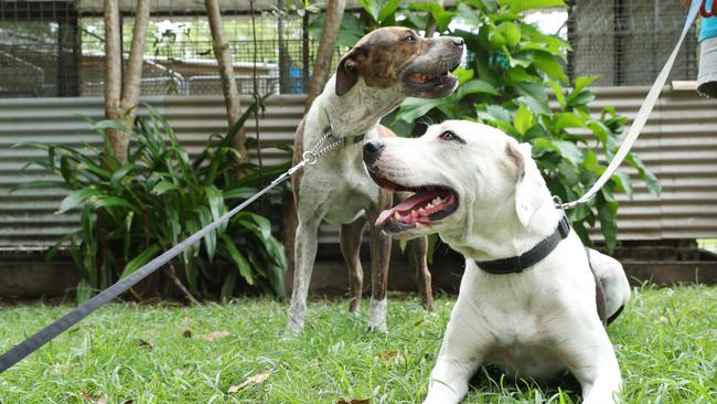 Three-year-olds Kaos and Leia, who have always been together are now up for adoption at Sunshine Cost Animal Refuge, which is seeing a dramatic increase in pets being surrendered due to the housing rental crisis on the Sunshine Coast. Photo Lachie Millard