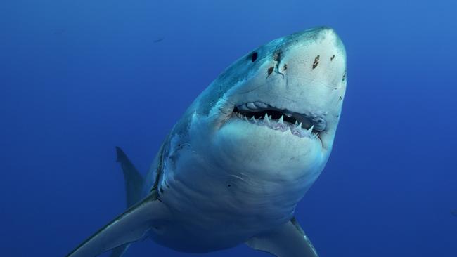 Great white sharks have been blamed for the Ballina attacks.