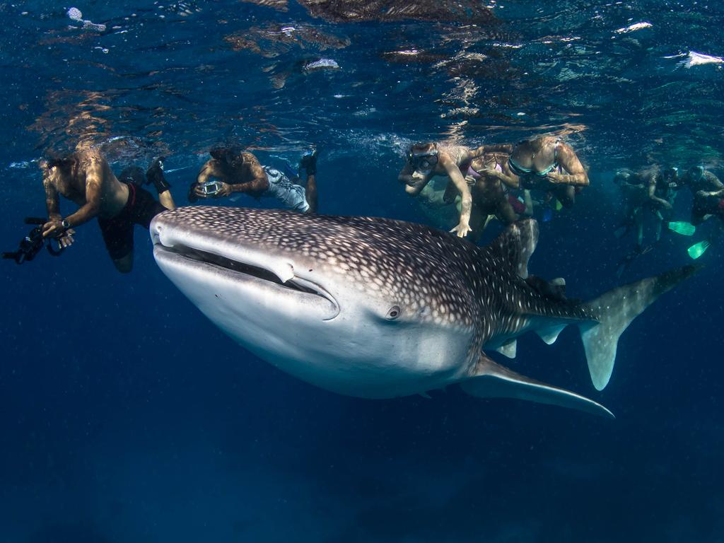 László Földi: The negative side of wildlife tourism: While swimming with a whale shark, one person attempts to touch the individual. Egypt