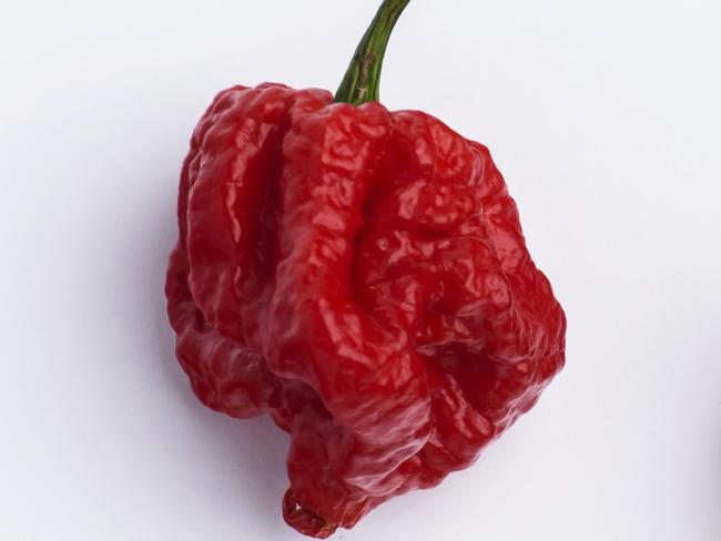 Carolina Reaper Hot Chilli Pepper