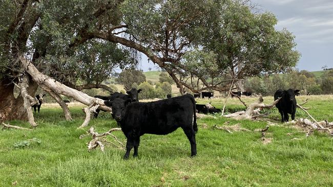 Jono and Francine Hassall and their son Fergus run a herd of 2000 Angus and black baldy cows on properties at Holbrook, Mullengandra and Braidwood, NSW.