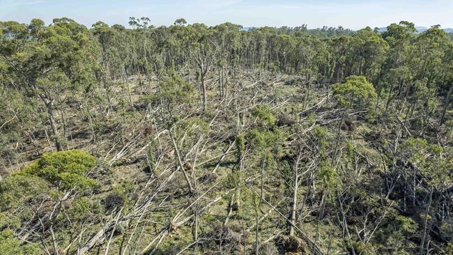 Wombat Forest after the storms in June last year. Picture: Zoe Phillips