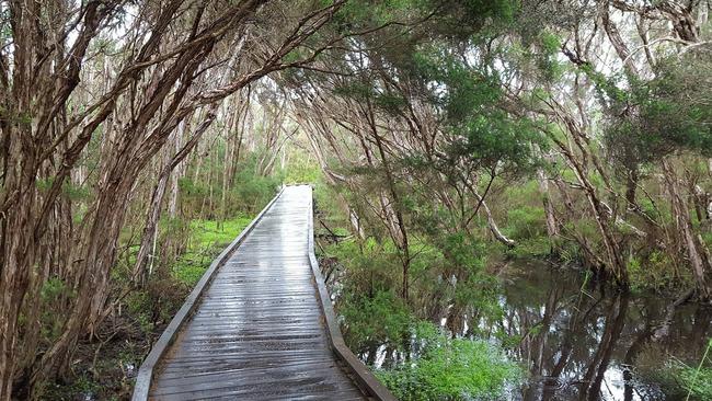 The Balcombe Estuary boardwalk at Mount Martha is popular with dog walkers. Picture:BERG