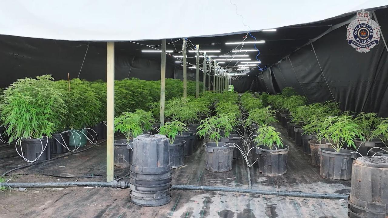 Police have seized a staggering $60m worth of cannabis. Picture: Queensland Police