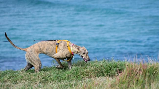 Mochi the greyhound enjoying a walk at Pat Morton Lookout at Lennox Head, northern NSW. Picture: Amanda Robbemond