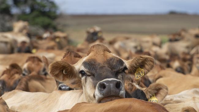 DAIRY: Dairy farmer Sarah ChantDairy farmer and Bulla supplier Sarah ChantPICTURED: Generic farm. Dairy. Dairy cows. Jersey cows. Stock PhotoPicture: Zoe Phillips