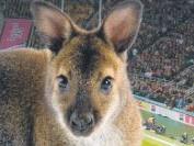 A Walla-beating for the cowering Kiwis