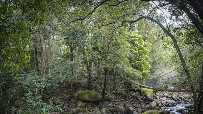 Time in a forest is linked to decreased inflammation, which has been implicated in chronic disease. Minnamurra Falls, NSW.