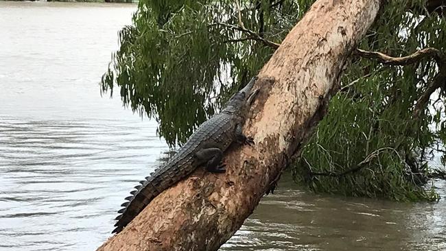 Freshwater crocodile spotted climbing a tree to escape floodwaters on Sunday afternoon.