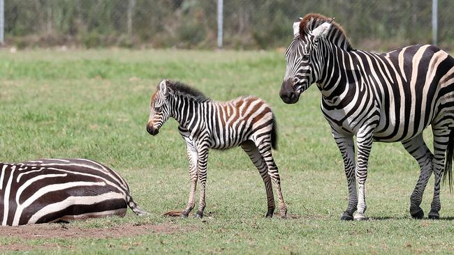 Mogo’s new zebra is yet to be named. Picture: Tim Hunter.