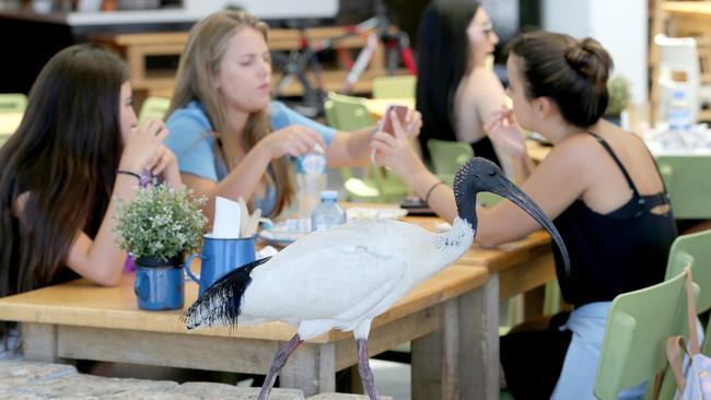 Ibis are harassing patrons at a strip of shops at Surfers Paradise. Picture Mike Batterham