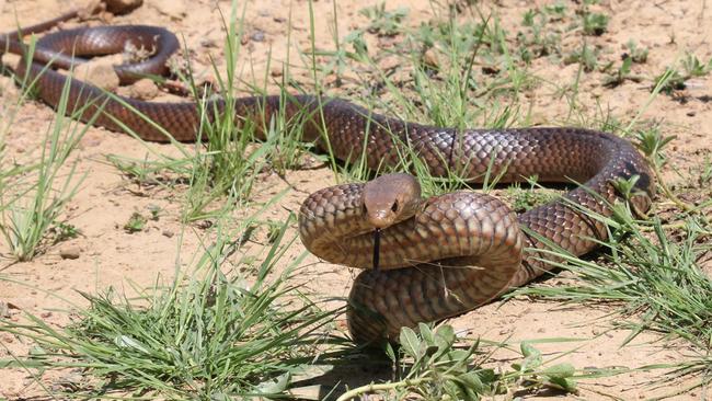 Eastern brown snakes have emerged from hibernation. Picture: Supplied-Kane Durrant