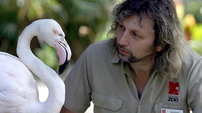 Greater the flamingo at the Adelaide Zoo with birdkeeper Vaughan Wilson. Photo: The Advertiser