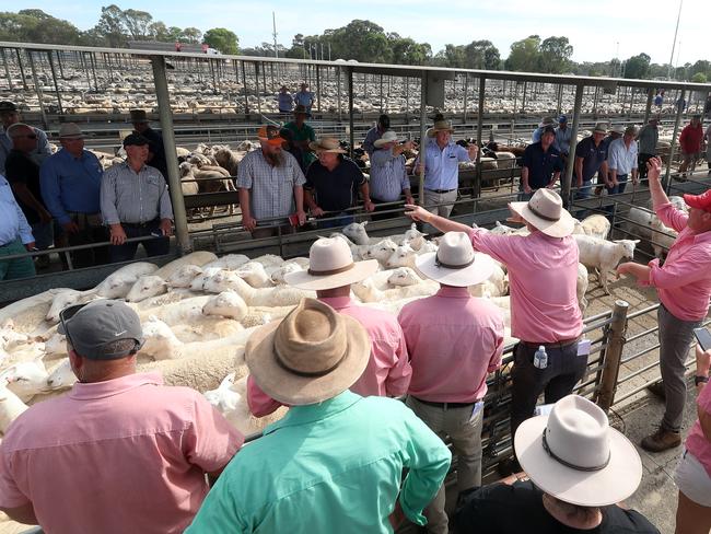 Bendigo prime lamb sale, Bendigo Livestock Exchange,     Picture Yuri Kouzmin