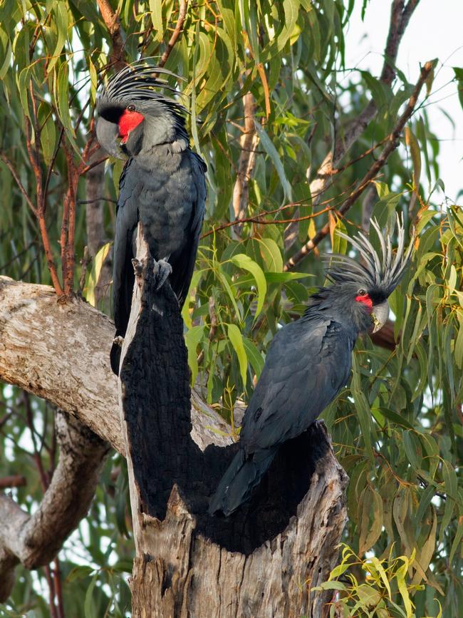 Palm cockatoos have been nicknamed after the Beatles drummer Ringo Starr due to their percussion ability. Picture: Christina Zdenek