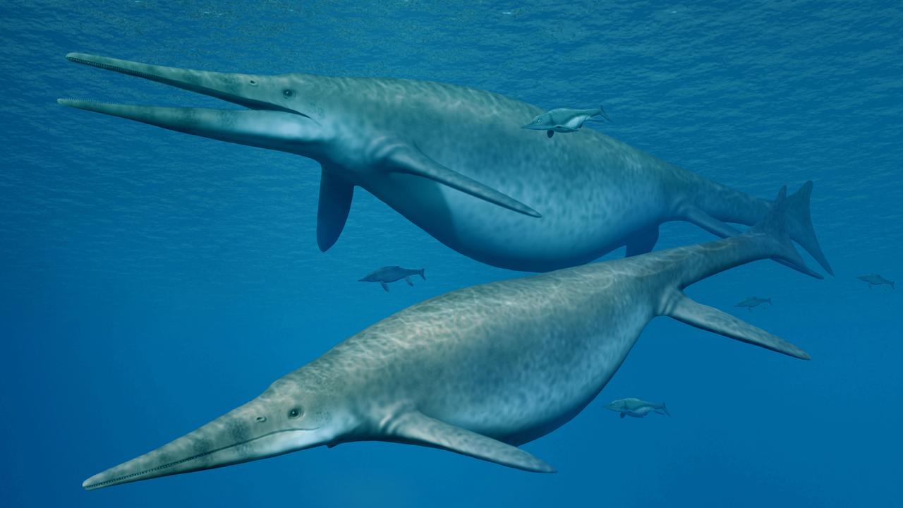 Sketch of a giant ichthyosaur from the UK’s University of Manchester. Picture: supplied