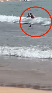 Huge shark spotted between the flags at Manly beach