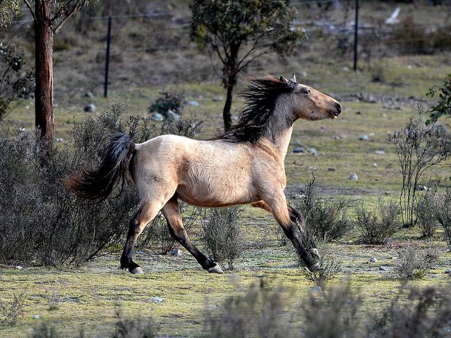 Wild Brumbies roam the mountainous country at a sanctuary in the hills north west of Armidale. Picture: Peter Lorimer.