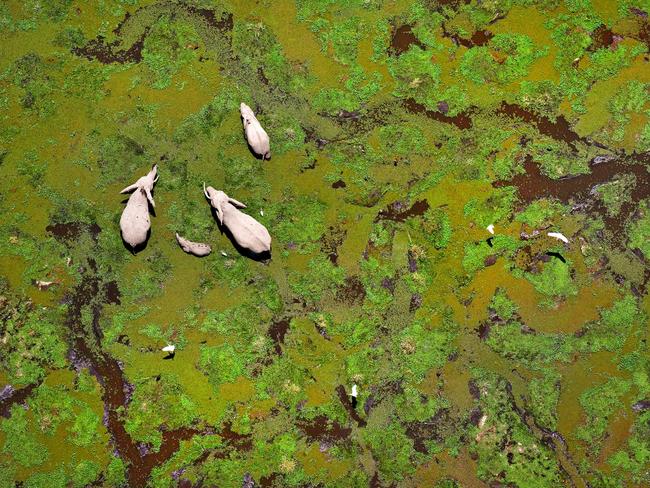 “I can’t choreograph my photographs as much as photographers normally could,’ Poliza said. “I’m very much dependent upon what nature gives me. So I’m always on the lookout, concentrating on what might happen in any situation.