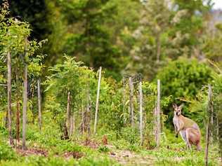 Lismore City Council has launched its Urban Green Corridors Plan to help restore urban bushland reserves and link important habitat pockets throughout the city to support wildlife.