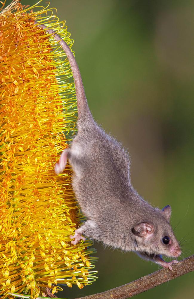 Mountain Pygmy-possums live in alpine regions. Picture: North East Catchment Management Authorit