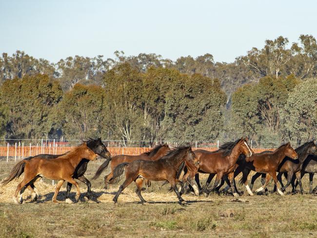 Brumby shooting to go ahead