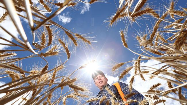 The COVID-19 pandemic has increased awareness of the importance of Australian made and grown produce. Picture: Tat Schmaal