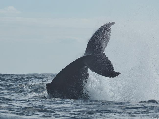 Humpback whales migrating past the Gold Coast. Humpbacks and Highrises expedition. Picture: Mark Buckley Photography.