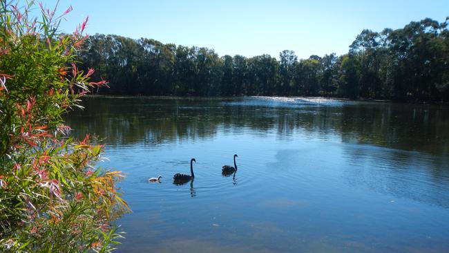 Black Swan Lake. Photo: Michelle Hare