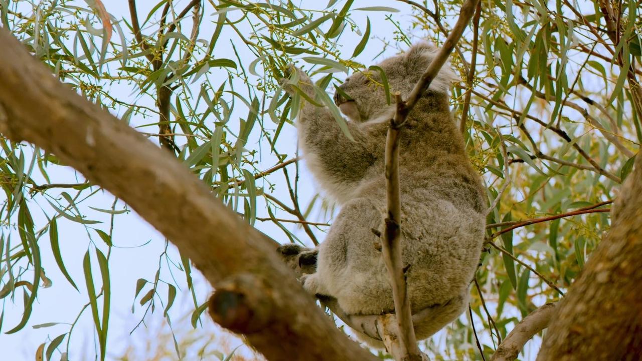 The area is renowned for its wildlife, the perfect place to ‘get out into nature and make the most of it’. Picture: Supplied