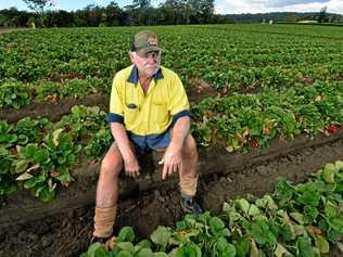 THE TIME IS NIGH: Rick Twist has mixed feelings about the closure of his 46-year-old strawberry farm in Chevallum. His family has shifted into turf farming. Picture: John McCutcheon