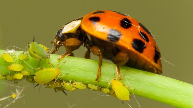 Hmmm, tasty: a ladybird feasts on aphids