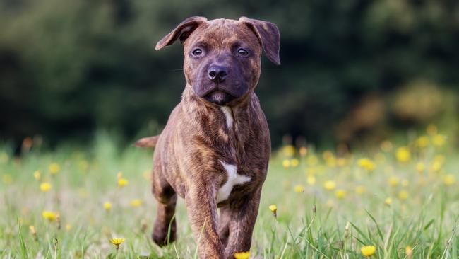 A heartbroken family have come home to find their new puppy dead. Picture: Supplied