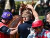 Red Cadeaux retired but will survive