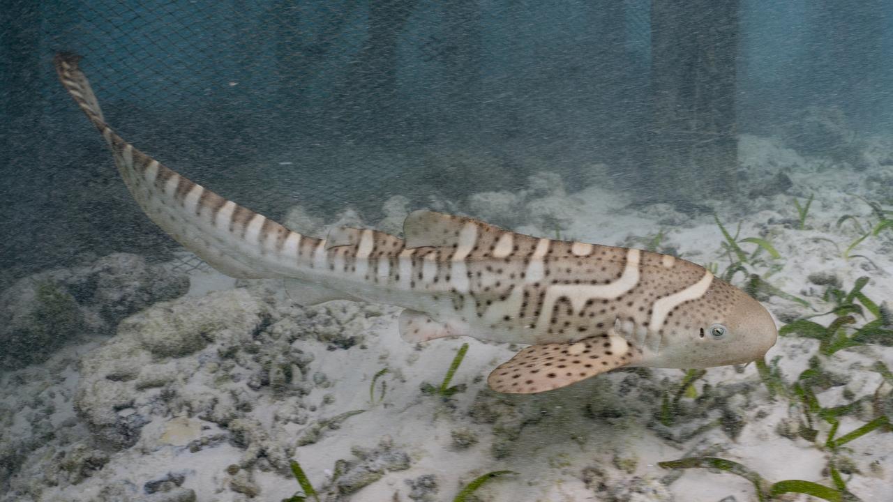 Juvenile zebra shark 'Audrey' acclimatising to her sea pen. Picture: Indo Pacific Film