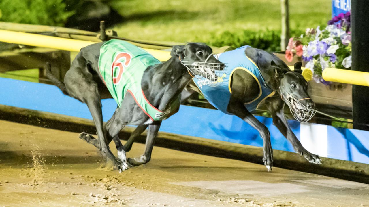 Phoenix Reserves Contenders: Greyhound Racing's Elite Prepare For Match  Race Battle