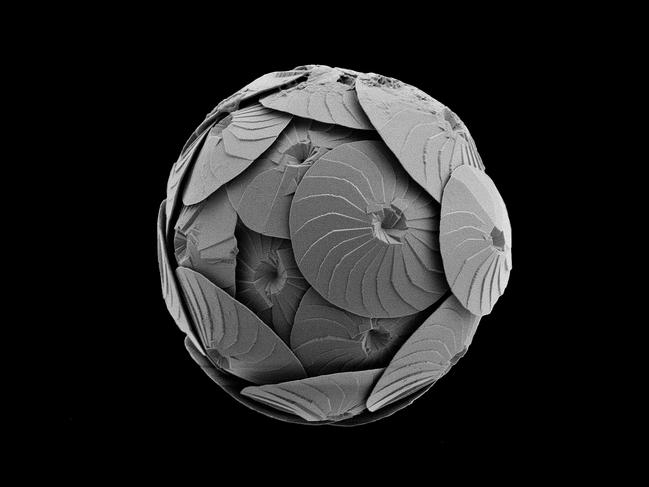 Finalist picture that shows the scientific value of other specialised camera equipment or photographic process- Ocean Warriors depicting Calcidiscus leptoporus - a coccolithophore found drifting in the Southern Ocean. Picture: Luke Brokensha.