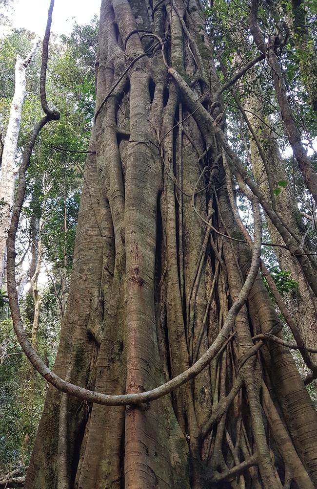 Nature's sculpture at Binna Burra, Lamington National Park. Photo: Christa Merkes-Frei