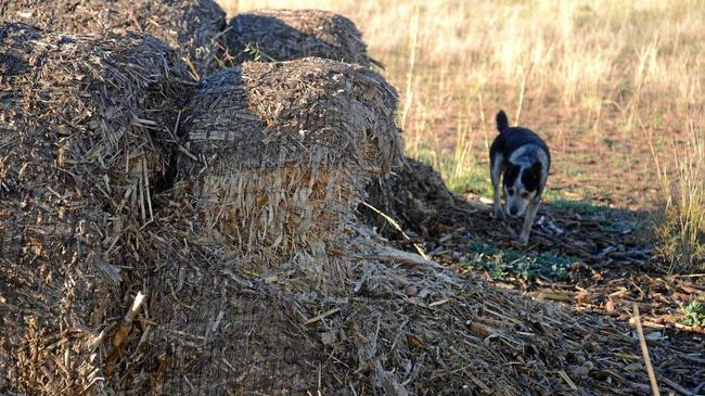 Max the dog beside the corn stubble the roos have taken a liking to at Greymare. Picture: Gerard Walsh