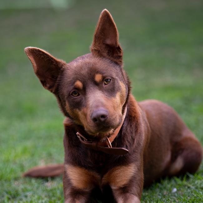 Meet Star, a rescue pup from Gosford Pound. Picture: Alicia