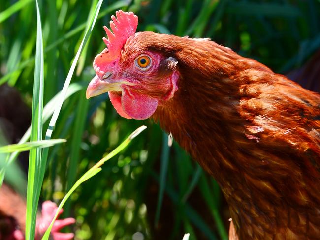 For the record, the red thing atop a chicken’s head is called the comb and it helps them cool down. Don’t say you never learn anything on this website.