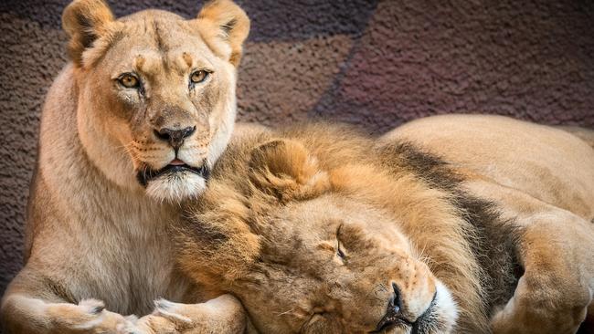 An iconic love story between two lions has come to a bittersweet end with the pair dying at the same time. Picture: LA Zoo