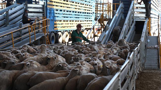 Sheep are loaded on to trucks at the Peel Feedlot in Mardella, south of Perth, to be taken to the Fremantle port and loaded on to a ship. Picture: Philip Gostelow