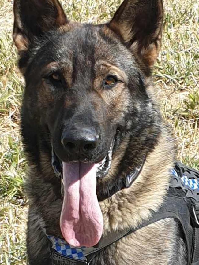 Police dog Zeus. Picture: SA Police